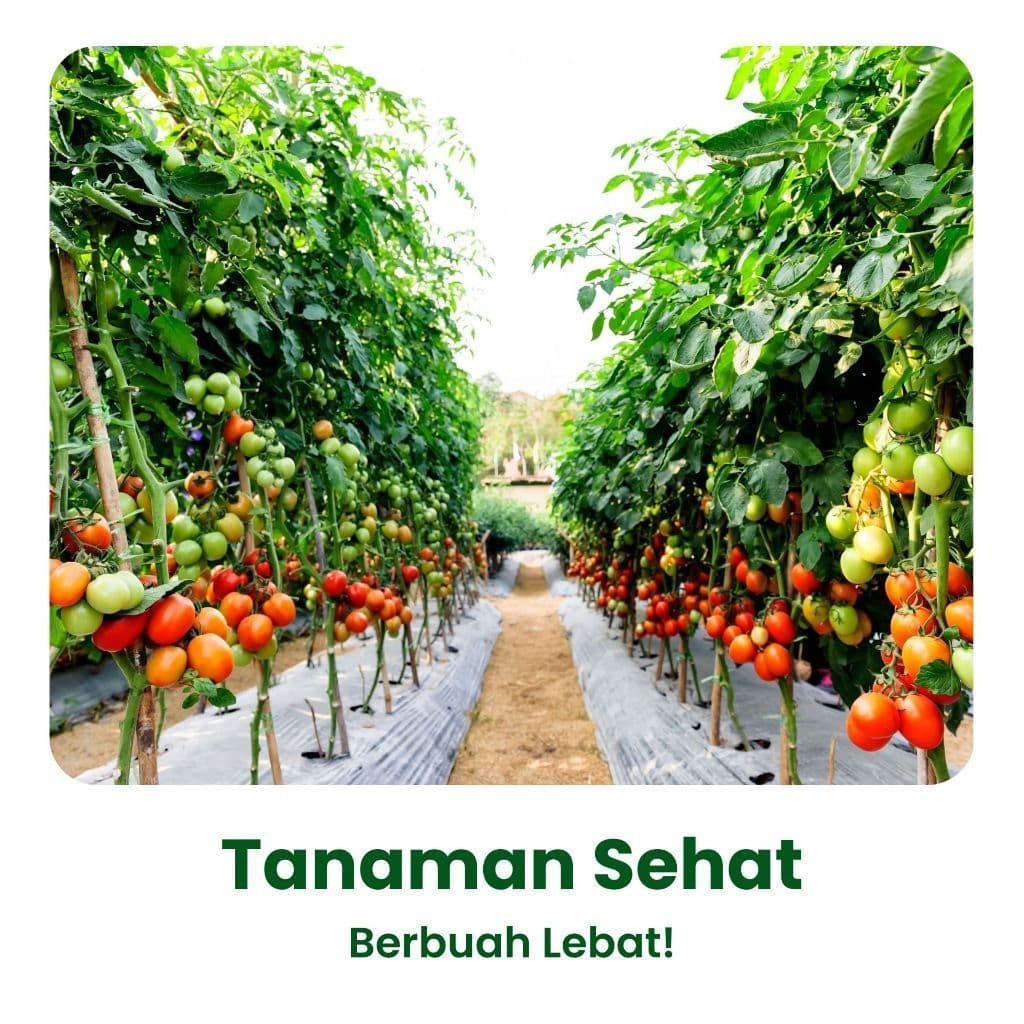 Naturagrow - Paket Pestisida Organik Anti Hama & Pupuk Buah Cepat Panen Pestisida Nabati 500ml + Fruit Boost Expert 500ml