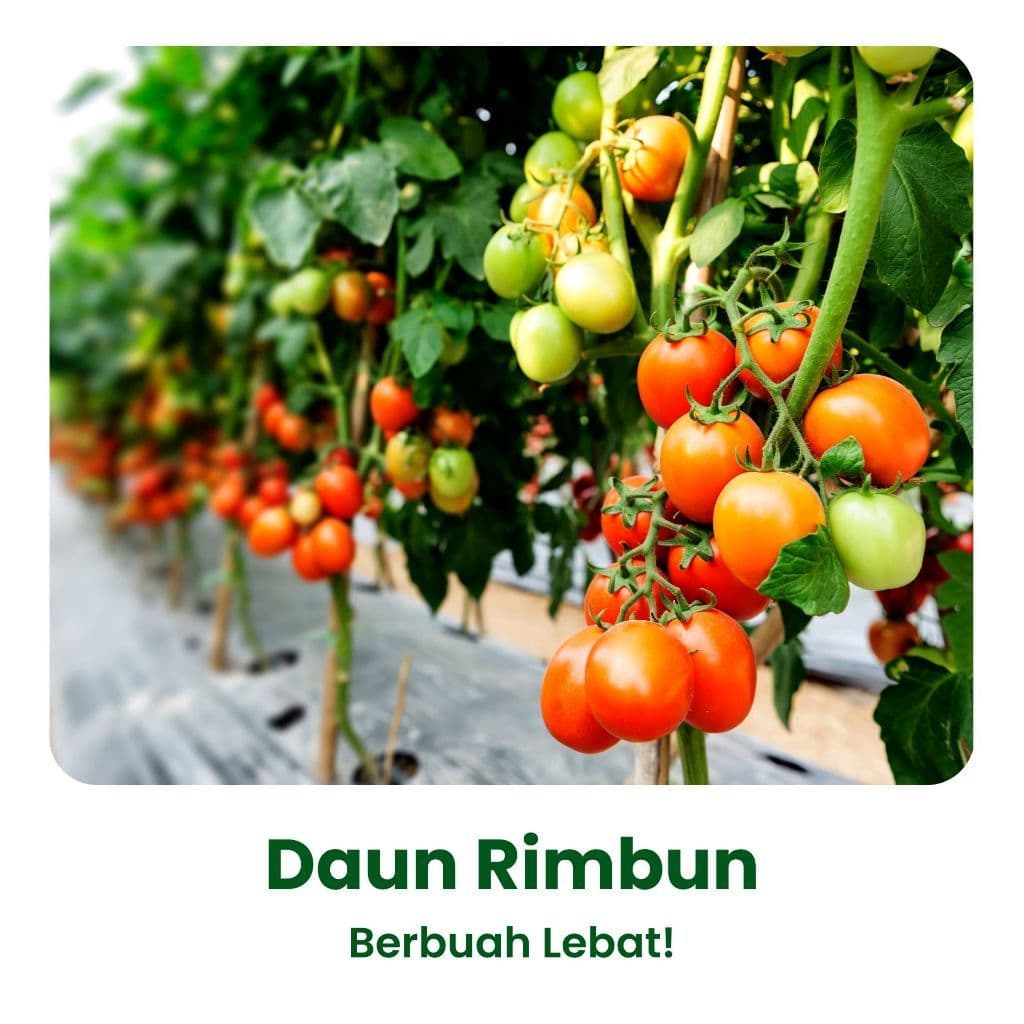 Naturagrow - Pupuk Organik Pelebat & Penyubur Buah dan Tanaman Sayur Paket 2in1 Pupuk Organik Cair Khusus Buah dan Sayur